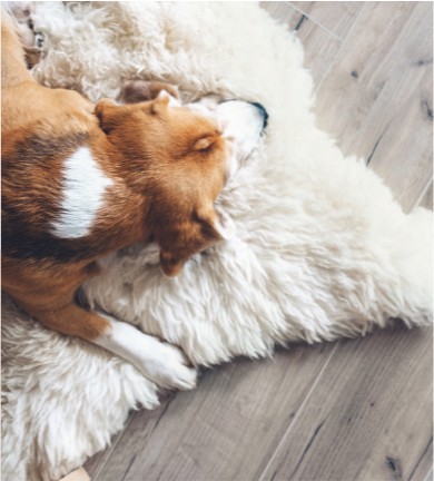 Dog rug | Bobs Discount Carpet Inc
